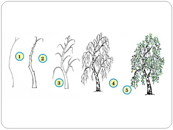 Поэтапное рисование березы