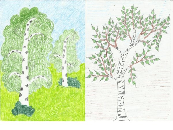 Рисование березы