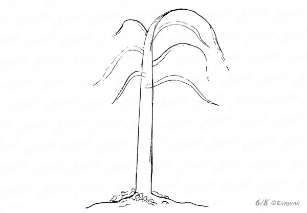 Поэтапное рисование березы карандашом