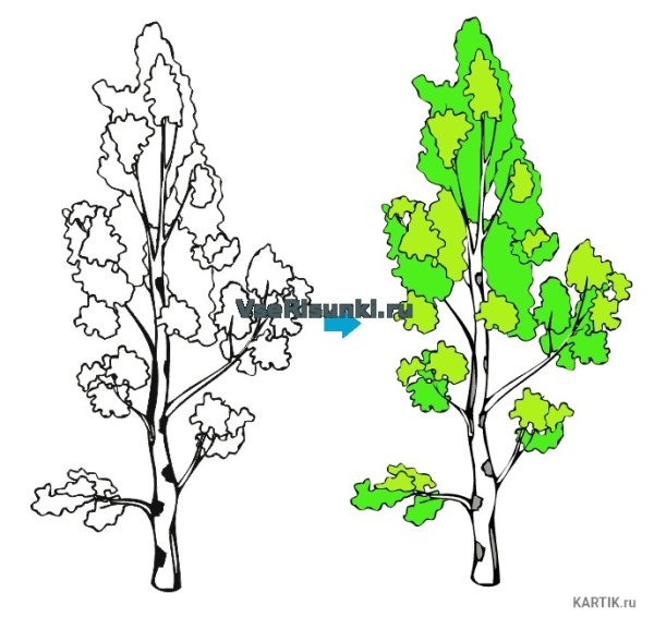 Берёза рисунок карандашом