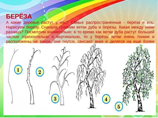 Поэтапный рисунок березы