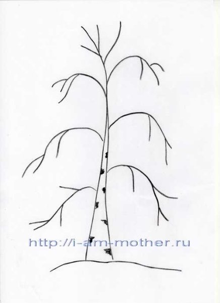 Рисование береза в младшей группе