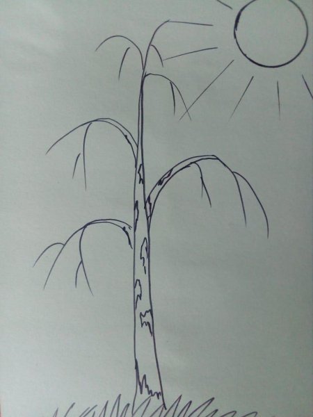 Береза карандашом