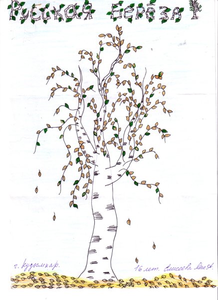 Береза схематично