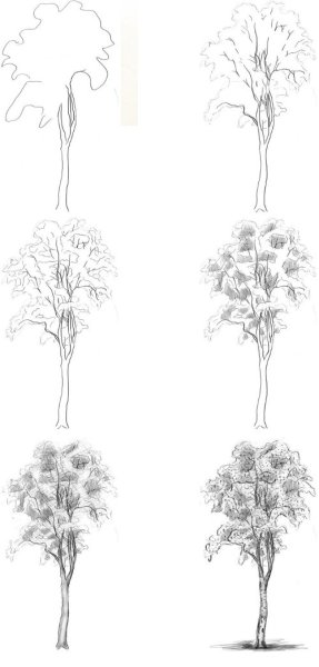 Этапы рисования дерева