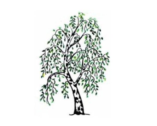 Береза карандашом