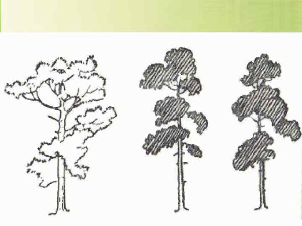 Как рисовать сосну