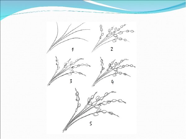 Изо рисование весенней веточки