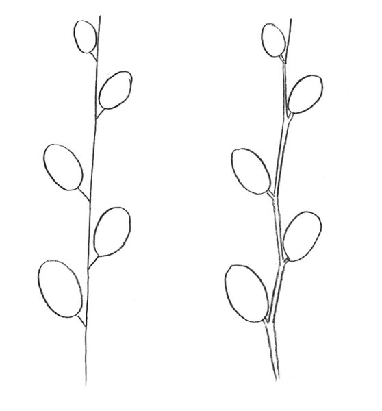 Рисование веточка вербы