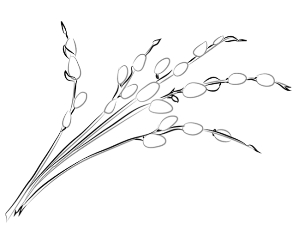 Рисование веточка вербы