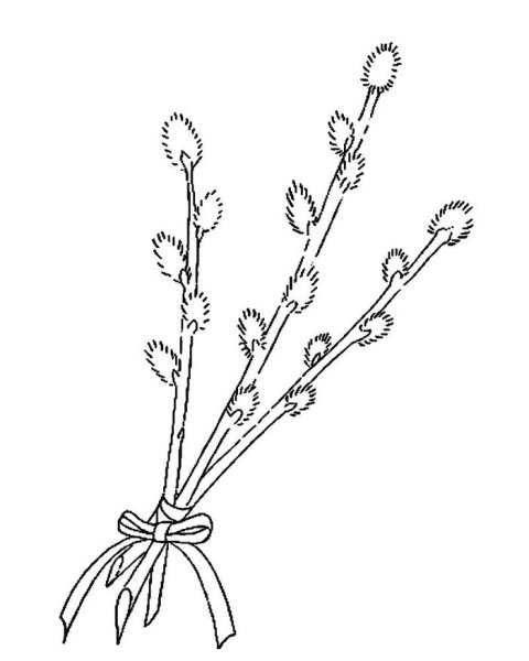 Верба раскраска для детей