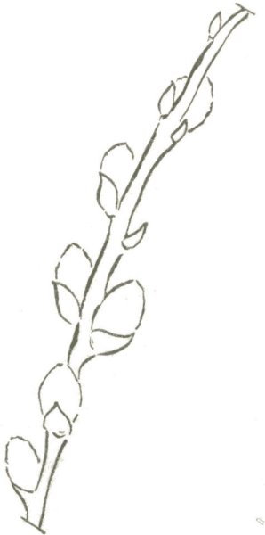 Рисование вербы в детском саду