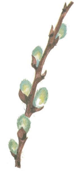 Изо Верба в вазе