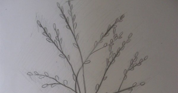 Цветок вербы рисунок