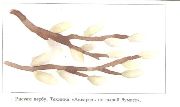 Ветка вербы акварель