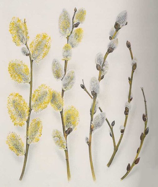 Рисование веточка вербы