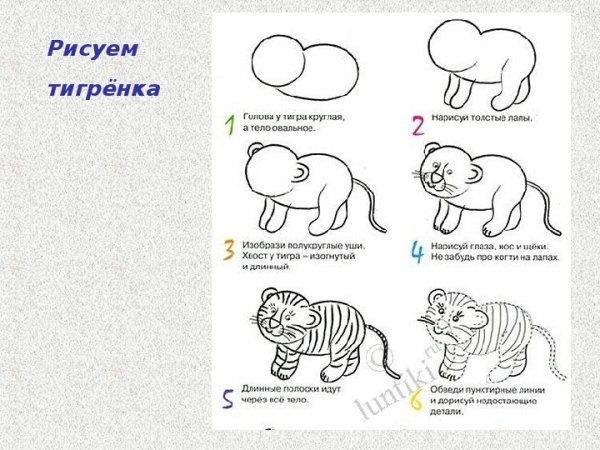Последовательность рисования тигренка