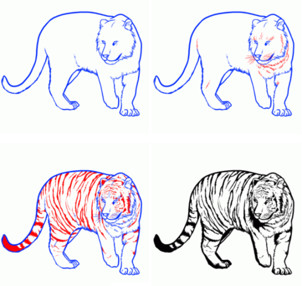 Поэтапный рисунок тигра