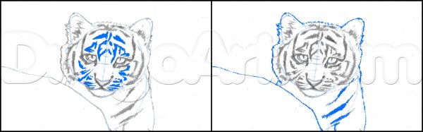 По шаговое рисование тигренка