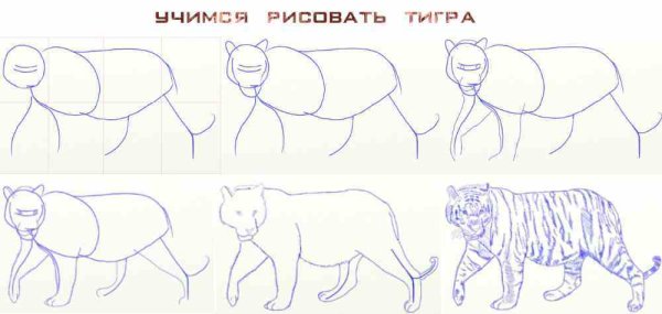 Морда тигра рисунок карандашом для детей