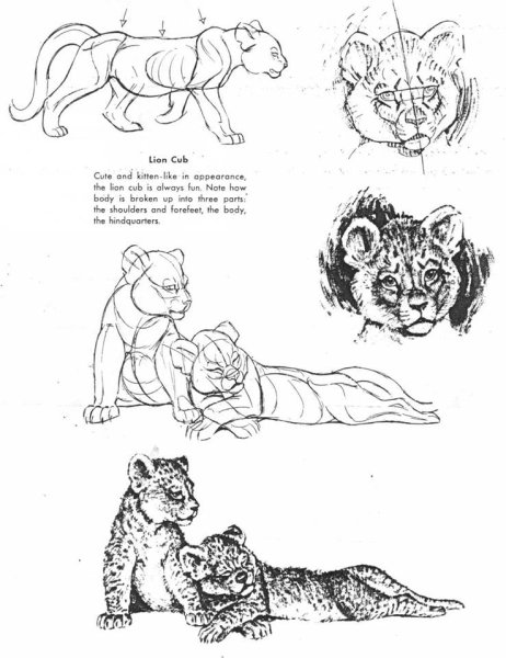 Поэтапное рисование тигра