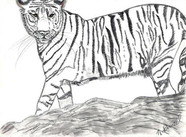 Тигр детские рисунки