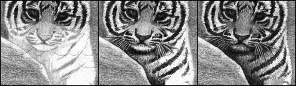 Анатомия тигра для рисования