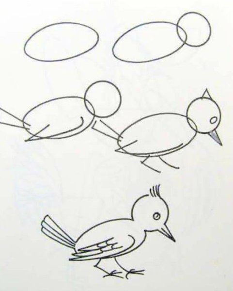 Методика рисования птиц