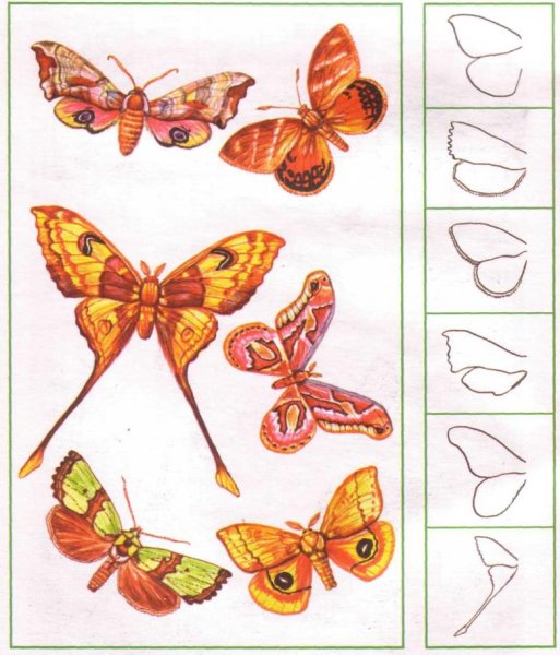 Пошаговое рисование бабочки