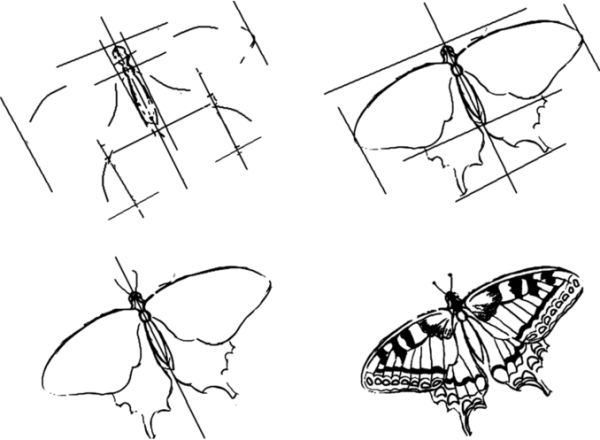 Анатомия бабочки для рисования
