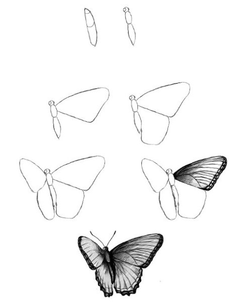 Бабочка рисунок пошагово