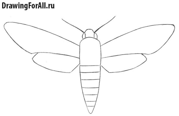 Рисование бабочки 1 класс