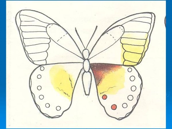 Рисование бабочки поэтапно