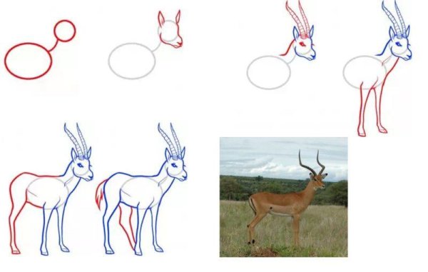 Как нарисовать антилопу