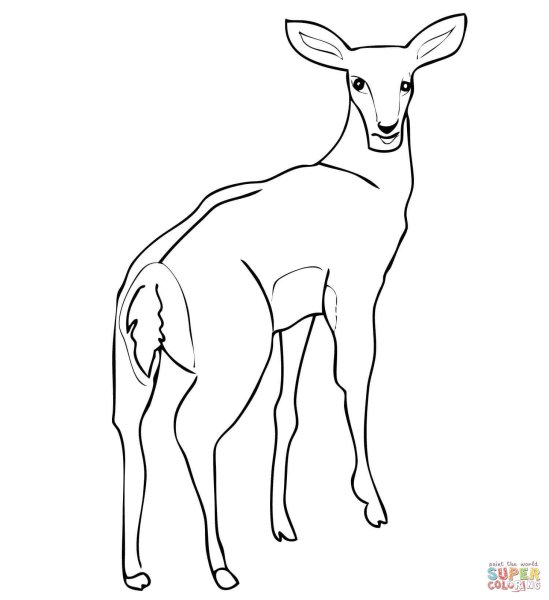 Антилопа рисунок