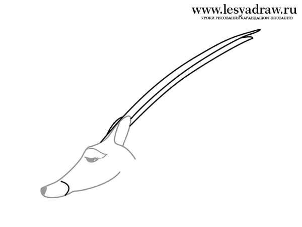 Как нарисовать антилопу поэтапно