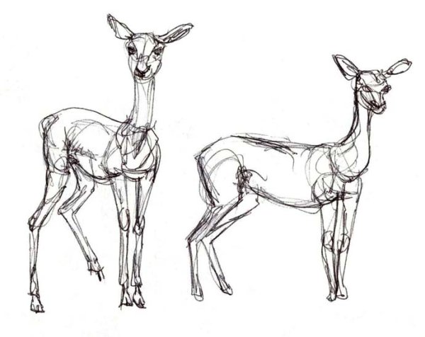 Анатомия антилопы