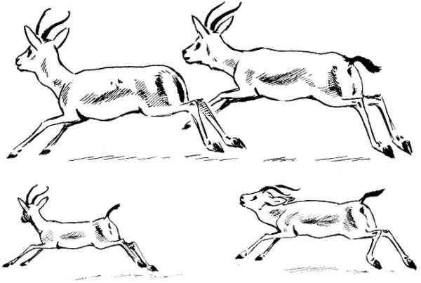 Рисунок Бегущий Сайгак