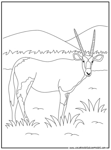 Раскраска стадо антилоп