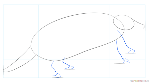 Как нарисовать броненосца поэтапно