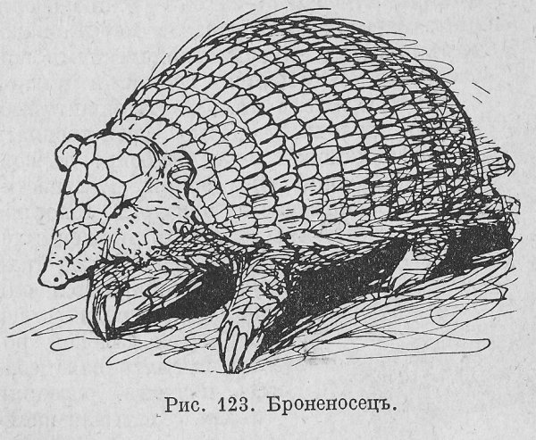 Броненосец рисунок