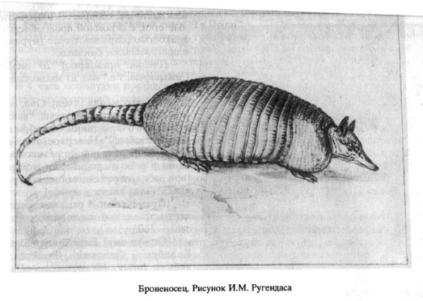 Строение броненосца