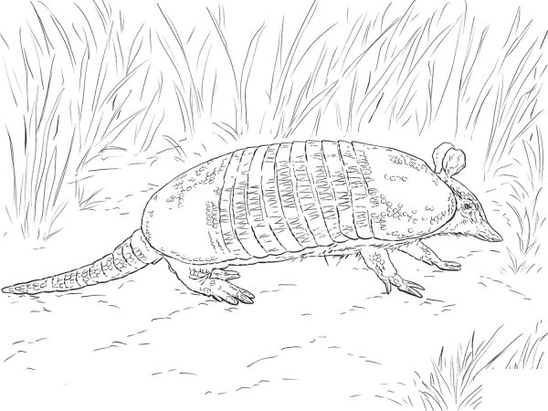 Киплинг броненосцы раскраска