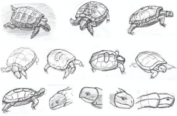 Красноухая черепаха рефернес