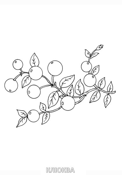Клюква раскраска для детей