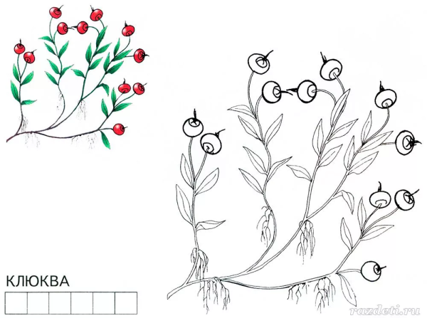Клюква раскраска для детей