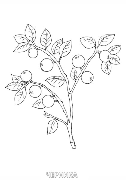 Контур ягоды черники