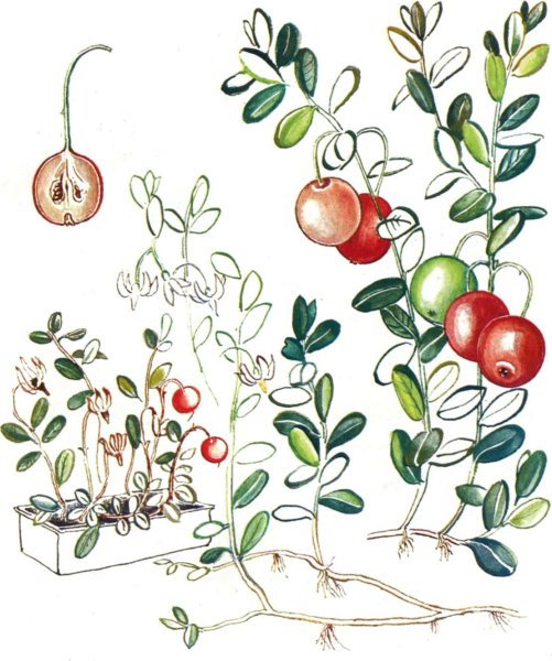 Клюква Фармакогнозия