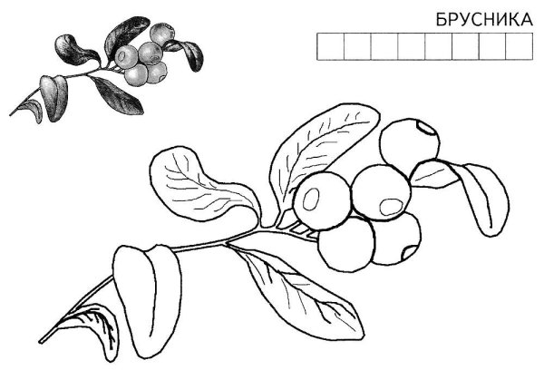 Раскраска брусника Лесные ягоды