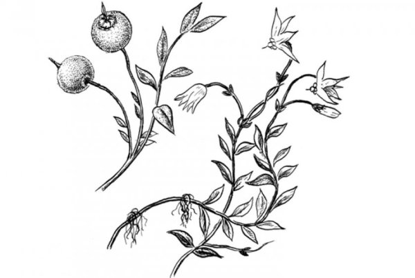 Клюква Болотная ботаника